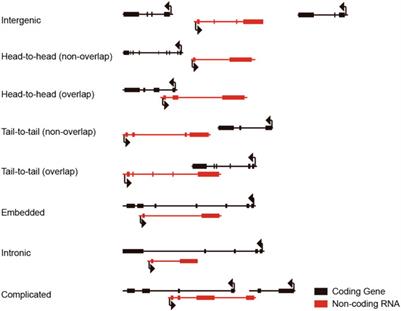 Functional knockout of long non-coding RNAs with genome editing